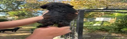 Cockapoo dogs for sale: Cockapoo puppies F1B - Advert 21