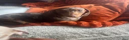 Miniature Dachshund dogs for sale: Beautiful Miniature Dachshund KC Registered  in Brentwood - Advert 2