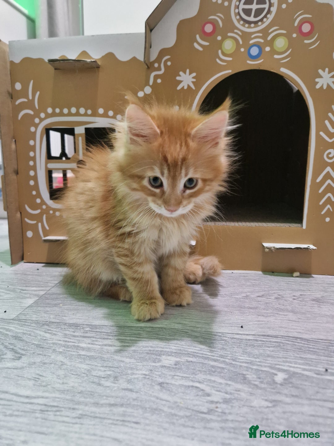 Maine Coon cats for sale: 2 Maine Coon Kittens  - Advert 16