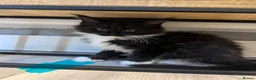Maine Coon cats for sale: 10kittens 🐱 Ready to leave now  - Advert 17