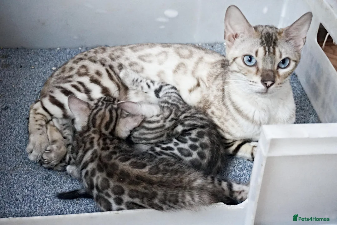 Bengal cats for sale: Bengal Rosette Girl Kitten - Advert 7