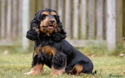 Cocker Spaniel dogs for sale: Show cocker spaniels  - Image 3