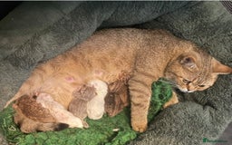 British Shorthair cats for sale: Stunning British shorthair - Image 27