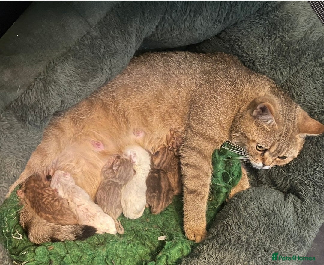 British Shorthair cats for sale: Stunning British shorthair - Image 27