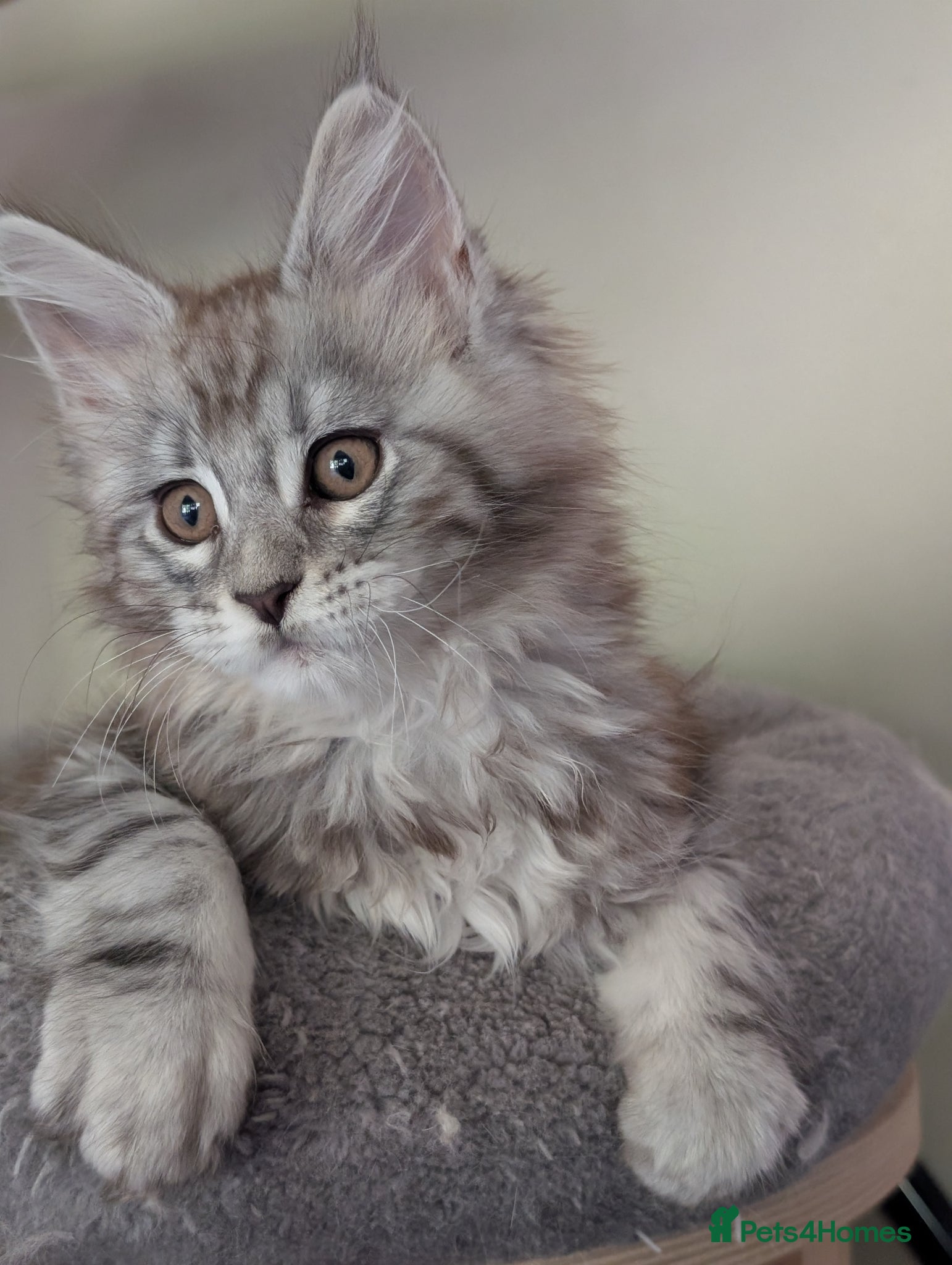 Maine Coon cats Ready soon. Tica Registered Maine coon Kittens  - Advert 2