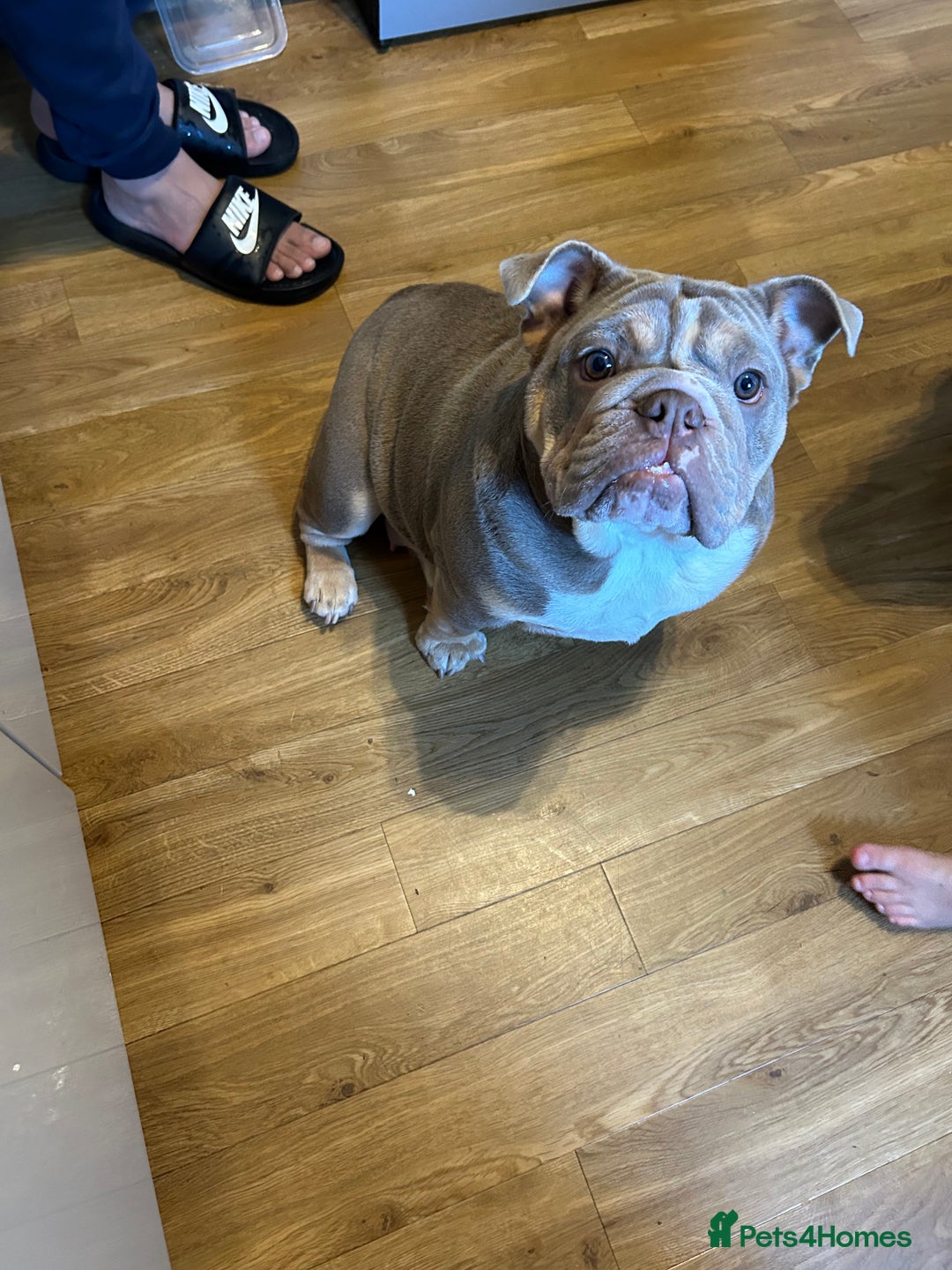 English Bulldog dogs for sale: English bulldog for re homing  - Advert 4