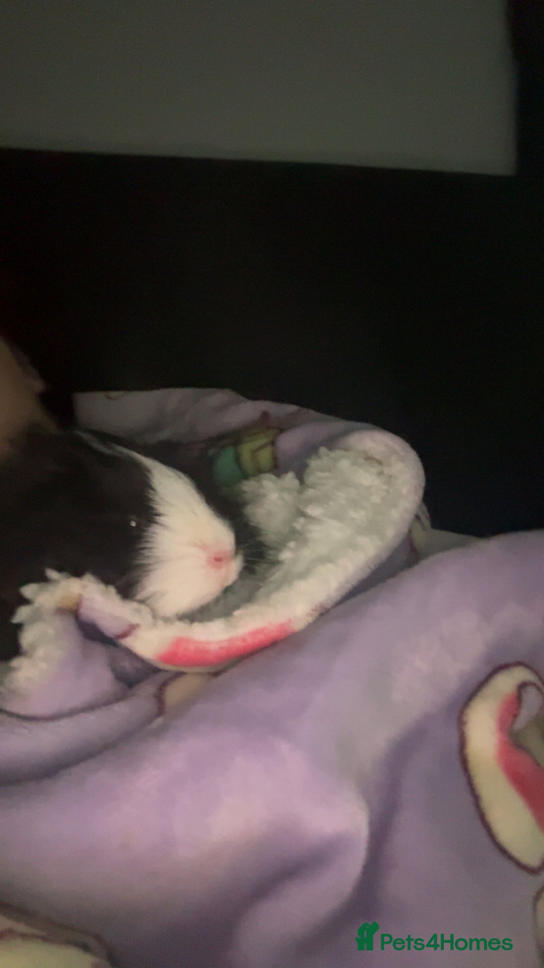 Guinea Pig rodents for sale: Oreo and ginger snaps and digestive  - Advert 5