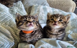 Domestic Shorthair cats for sale: 5 stunning tabby kittens  - Image 6