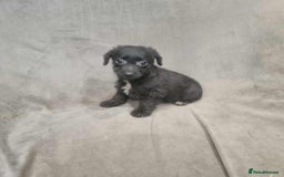 Jackapoo dogs for sale: Absolutely adorable jackapoo puppies  - Advert 6