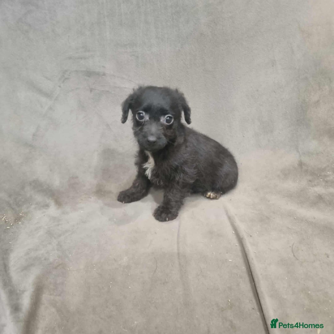 Jackapoo dogs for sale: Absolutely adorable jackapoo puppies  - Advert 6