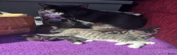 Mixed Breed cats for sale: Gorgeous kittens ready to leave now!  - Advert 1