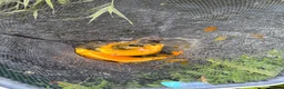 Koi Carp fish for sale: About 8 mixed koi carp/ gold fish. Varying sizes.  in Callington - Advert 3