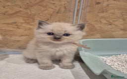 Ragdoll cats for sale: Last 2 female ragdoll kittens for sale - Image 12