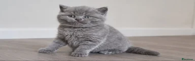 British Shorthair 4