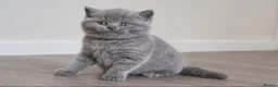 British Shorthair cats for sale: British Shorthair Blue Kittens for sale in Canterbury - Advert 1