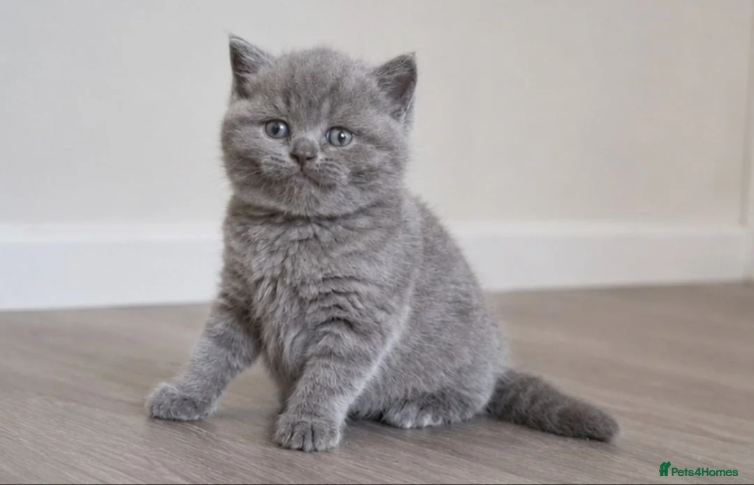 British Shorthair cats for sale: British Shorthair Blue Kittens for sale in Canterbury - Advert 1