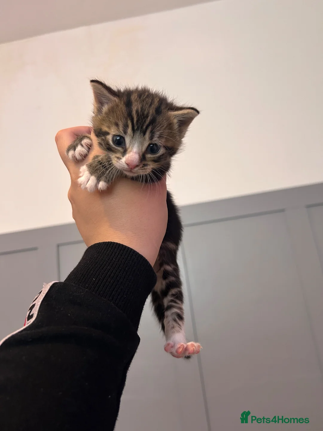 Mixed Breed cats for sale: Kittens for sale  - Advert 18