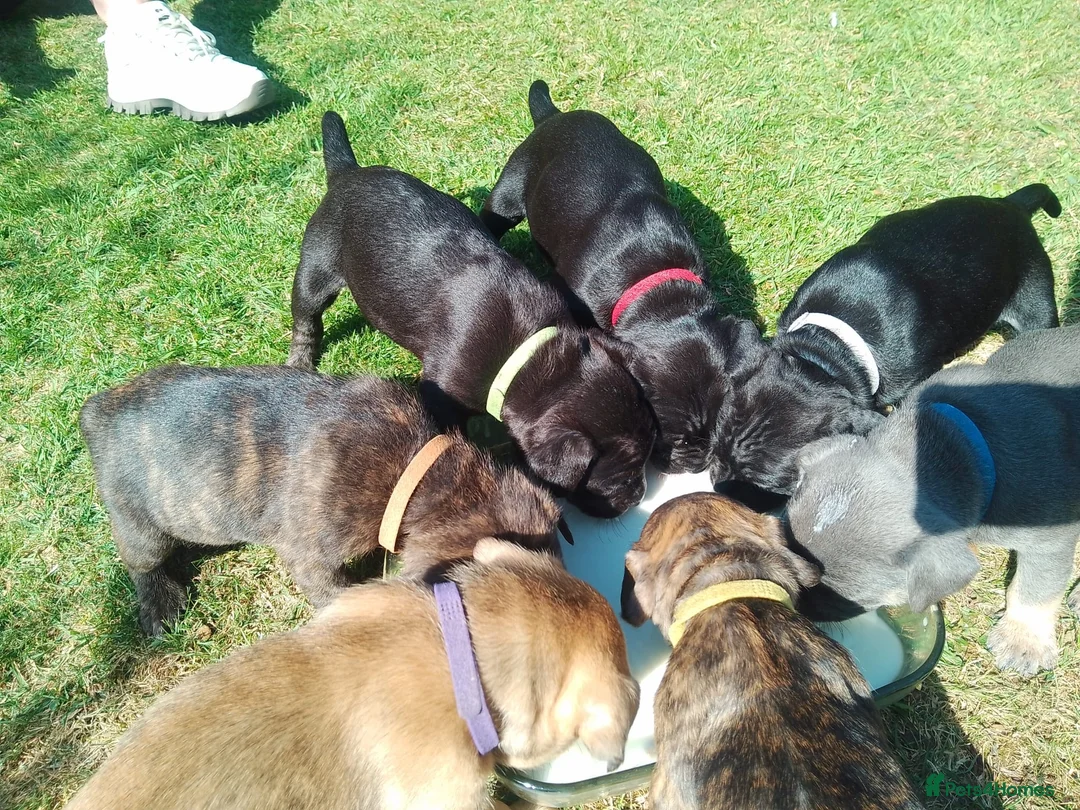 Mixed Breed dogs for sale: Staffy cross lurches  in Wolverhampton - Advert 2