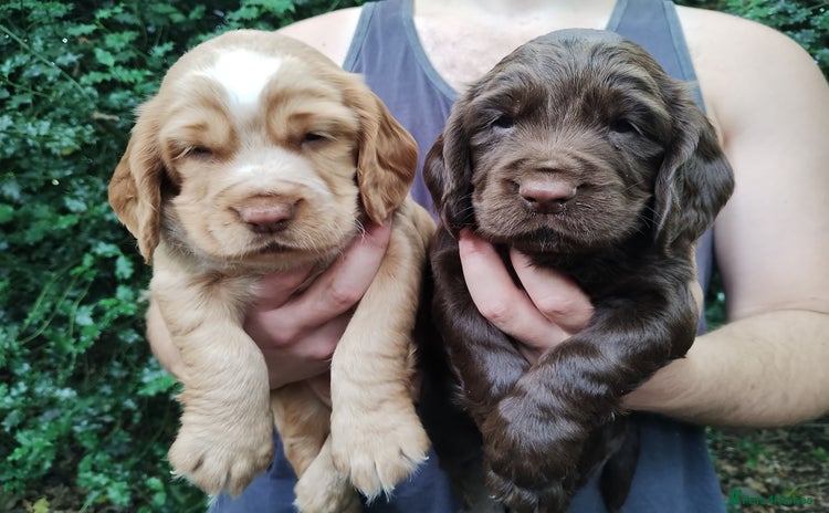Cocker Spaniel dogs - Advert 5