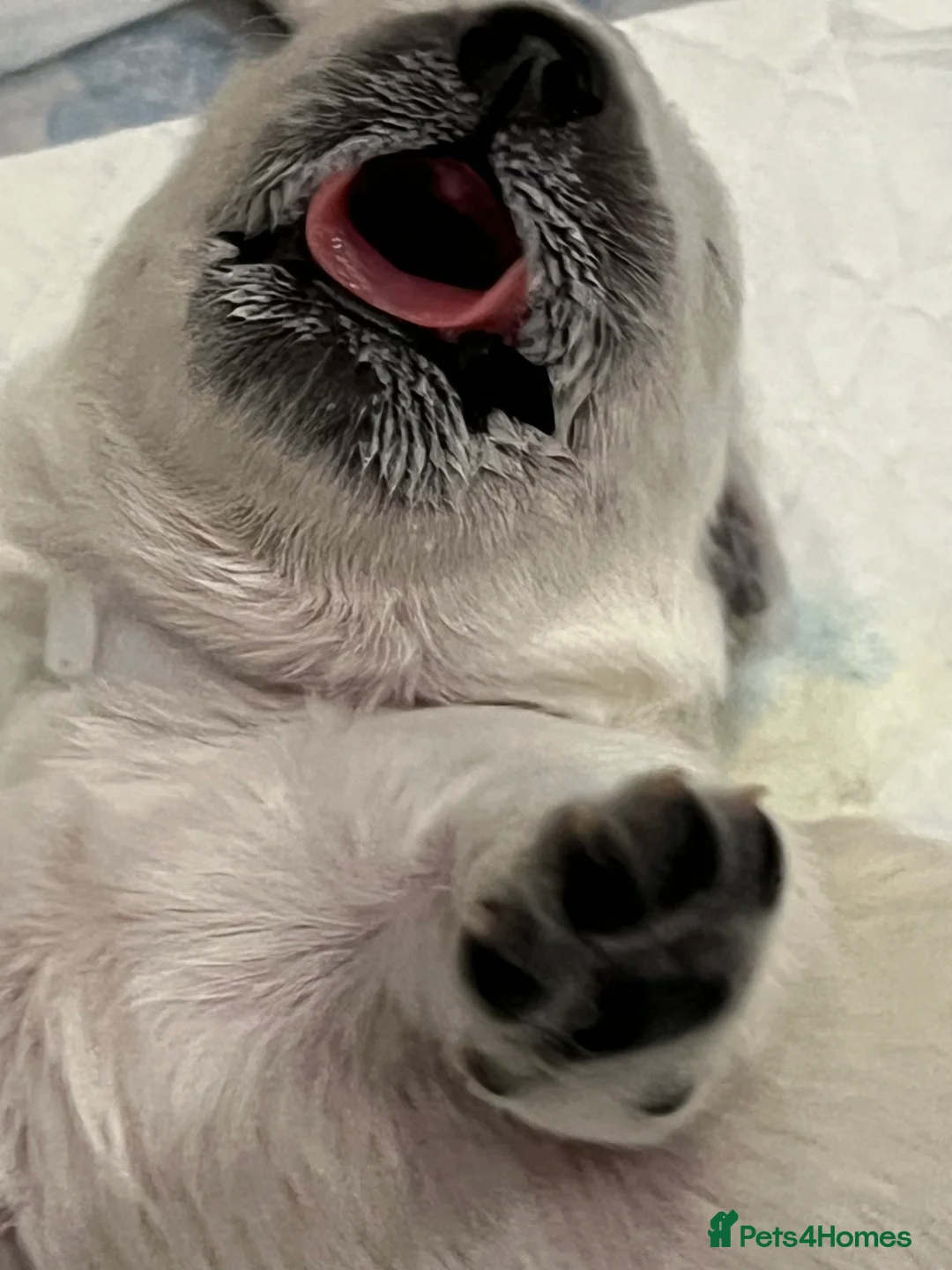 Golden Retriever dogs for sale: Exceptional Show Champion Litter   - Advert 28