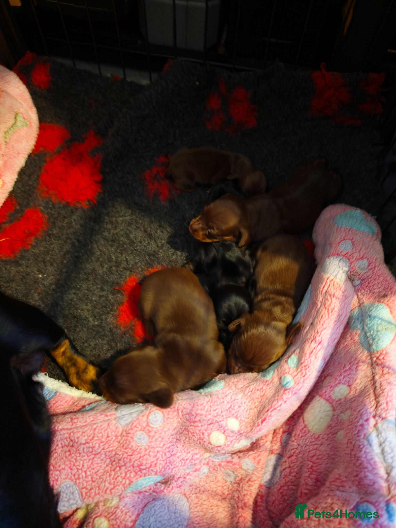 Miniature Dachshund dogs Miniature Dachshund Smooth Haired Puppies - Advert 2