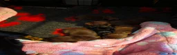 Miniature Dachshund dogs for sale: Miniature Dachshund Smooth Haired Puppies - Advert 2