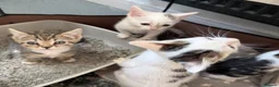 Mixed Breed cats for sale: Litter of lovely kittens - Advert 3