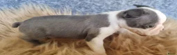 Boston Terrier dogs for sale: Kc Boston Terriers Exceptional puppies - Advert 7