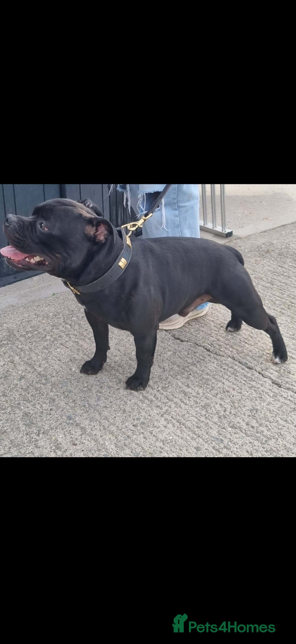Staffordshire Bull Terrier dogs Stud passes 17 cc to pups pedigree   blue genes  - Advert 2