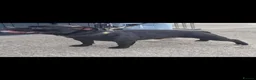 Staffordshire Bull Terrier dogs for stud: Stud passes 17 cc to pups pedigree   blue genes  - Advert 2
