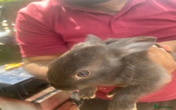 Mixed Breed rabbits for sale: Mixed breed baby rabbits  - Image 2