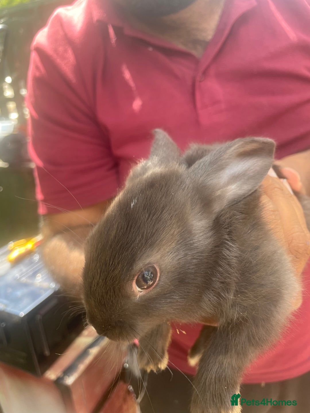 Mixed Breed rabbits for sale: Mixed breed baby rabbits  - Image 2