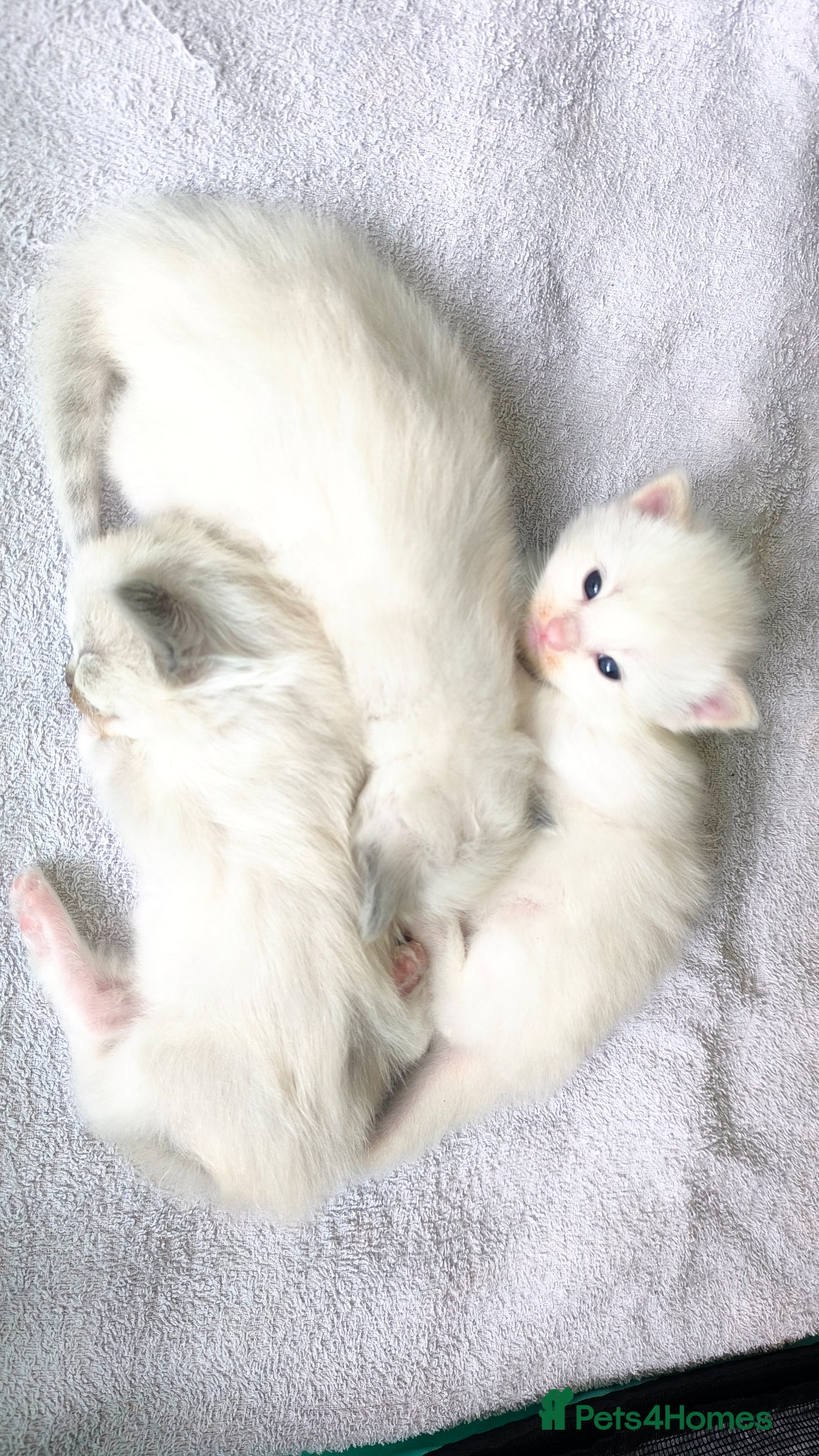 Ragdoll cats for sale: Beautiful ragdolls are looking for a forever home  - Advert 5