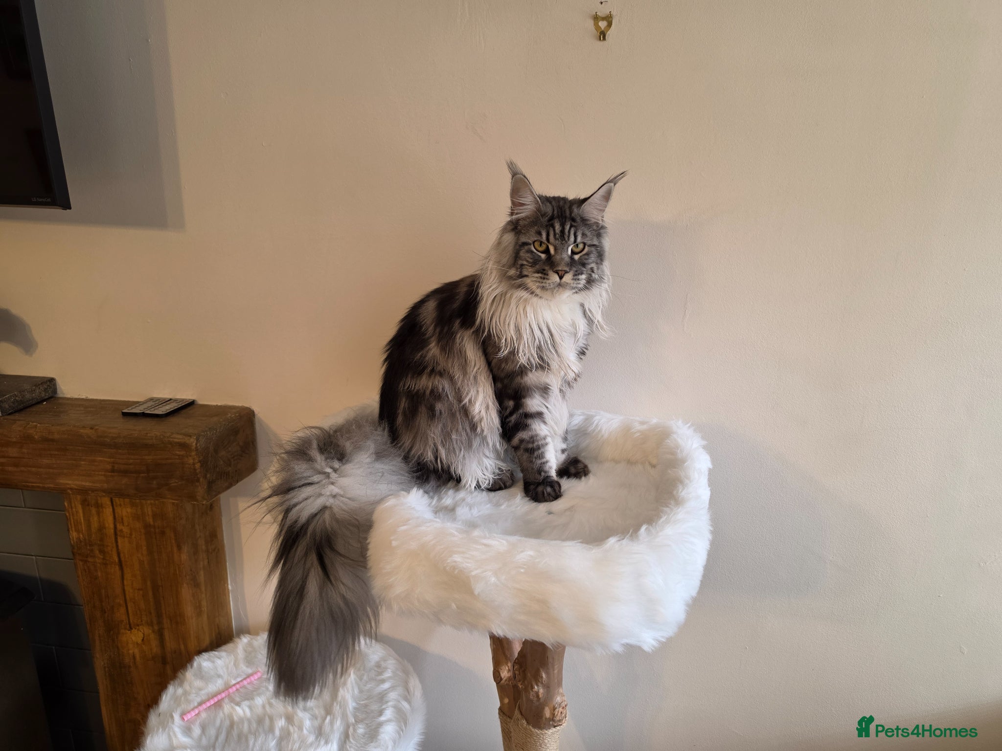 Maine Coon cats Lovely male main coon - Advert 6