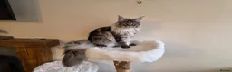Maine Coon cats for sale: Lovely male main coon in Wirral - Advert 1