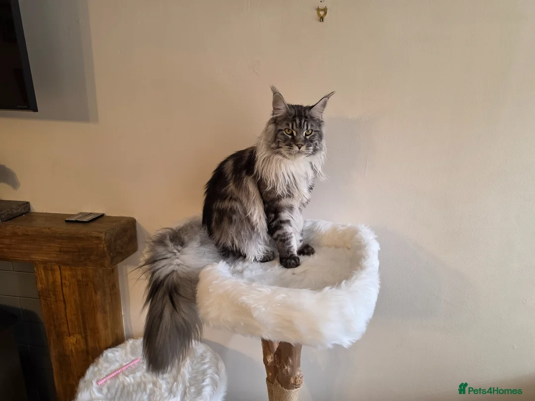 Maine Coon cats for sale: Lovely male main coon in Wirral - Advert 1
