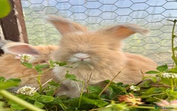 Angora rabbits for sale: Pedigree Full Faced & Maxi Faced English Angoras - Image 23