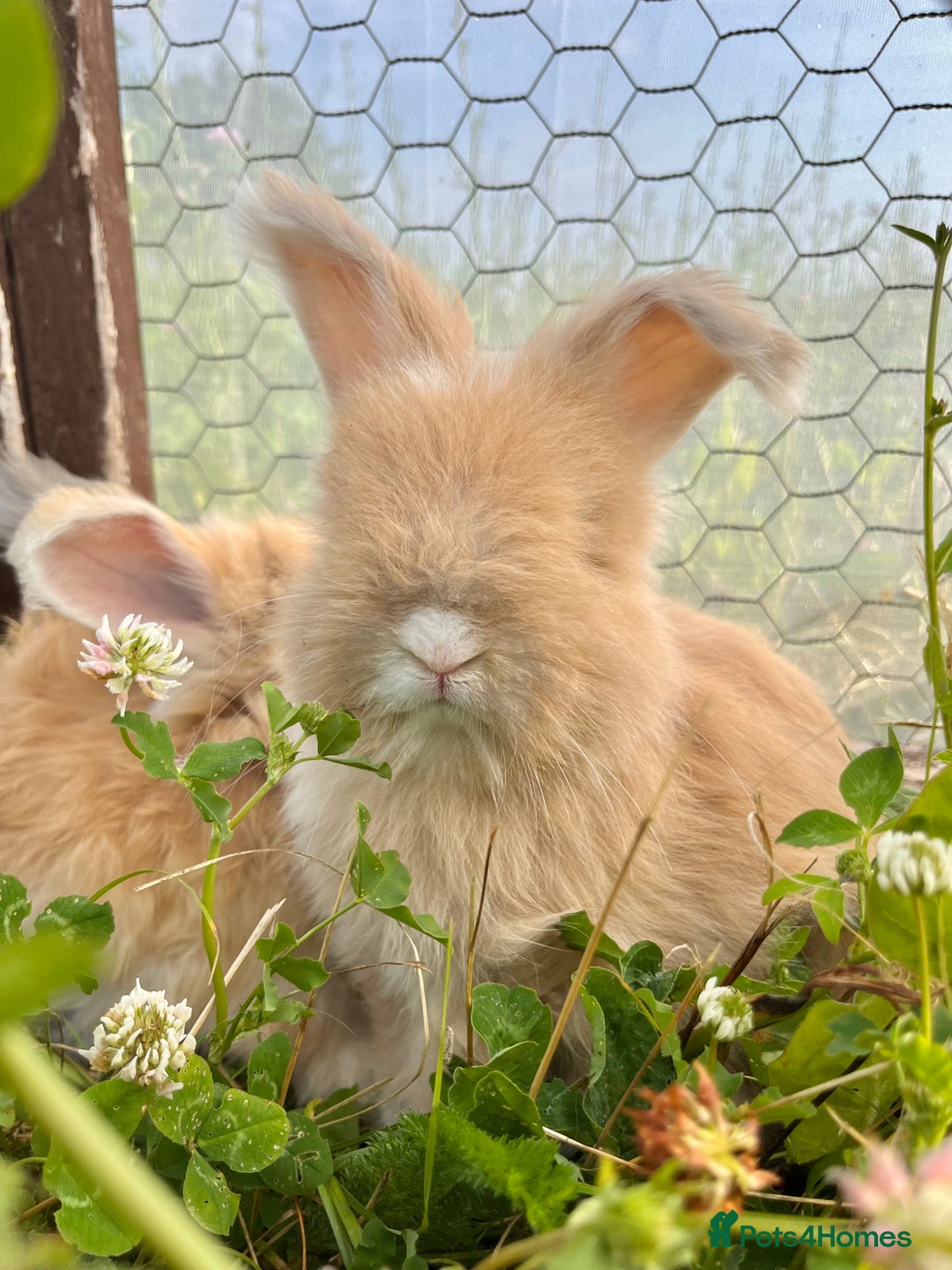 Angora rabbits for sale: Pedigree Full Faced & Maxi Faced English Angoras - Image 23