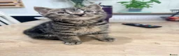 Mixed Breed cats for sale: Beautiful fluffy kittens  - Advert 7