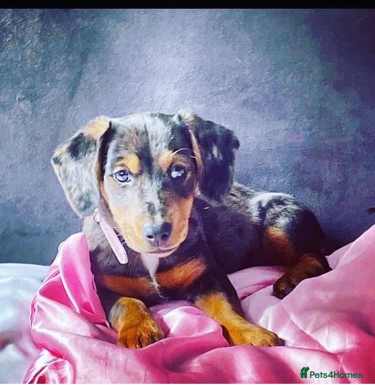 Dachshund dogs Daschund beautiful dolly for rehome  - Advert 14
