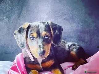 Dachshund dogs Daschund beautiful dolly for rehome - Advert 1