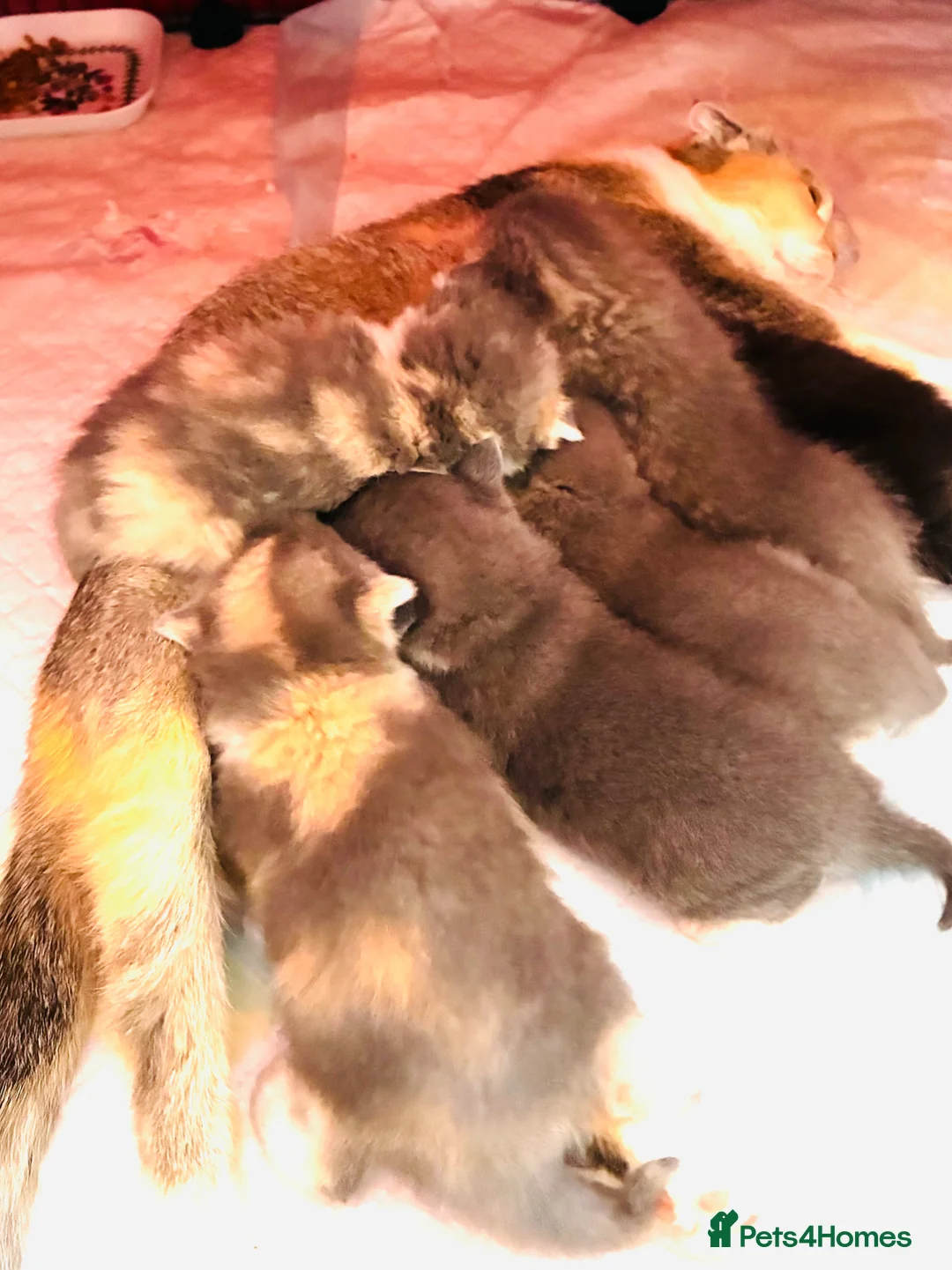 Scottish Fold cats for sale: Scottish Fold Kittens for sale - Advert 1
