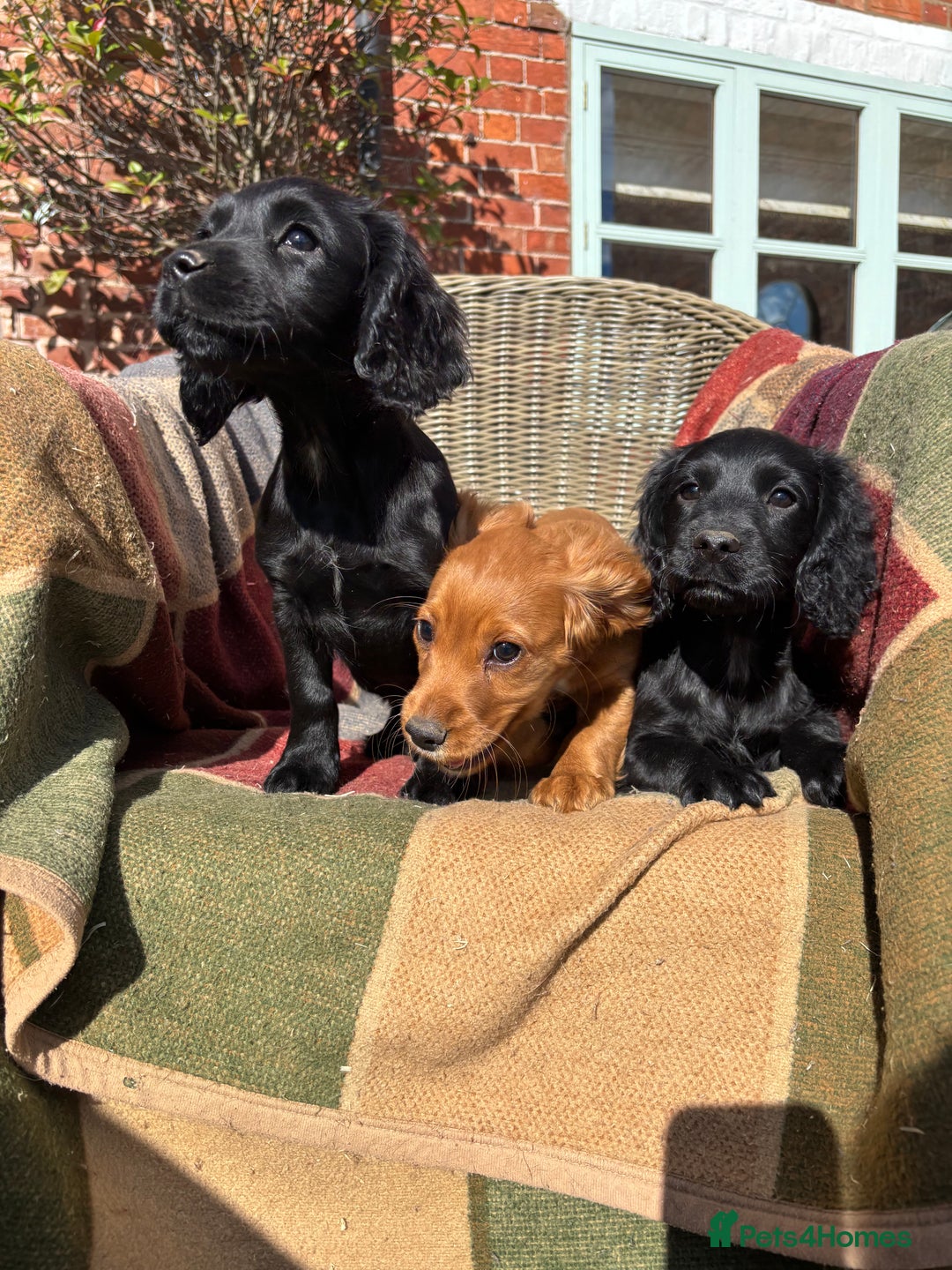 Cocker Spaniel dogs for sale: Beautiful Cocker Spaniel Puppies 🖤🧡 - Image 11