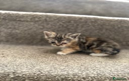 Persian cats for sale: Stunning half Exotic Persian kittens for sale.  - Image 13