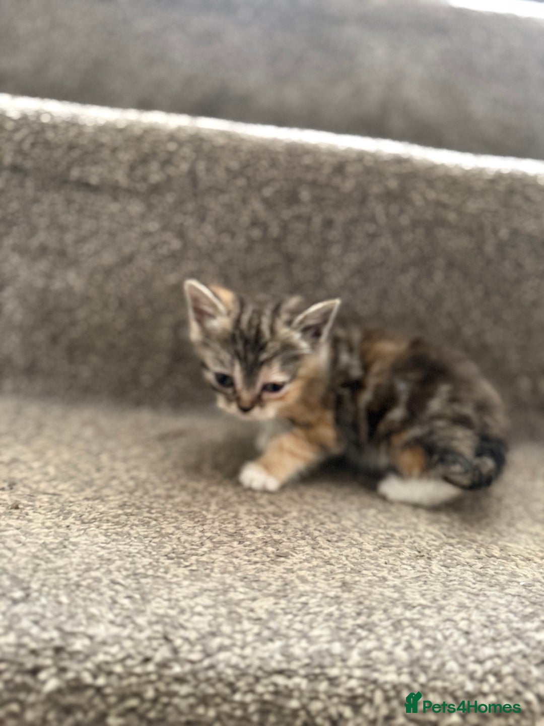 Persian cats for sale: Stunning half Exotic Persian kittens for sale.  - Image 13