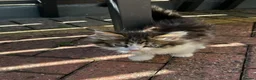 Persian cats for sale: Kitten - Advert 4