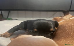Mixed Breed dogs for sale: Miniature dachshund X French bulldog  - Image 31