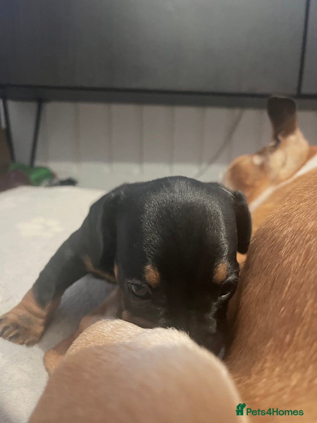 Mixed Breed dogs for sale: Miniature dachshund X French bulldog  - Image 31