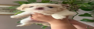 Shih Tzu 4