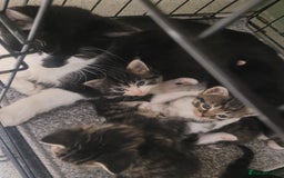 British Longhair cats for sale: Kittens  - Image 21